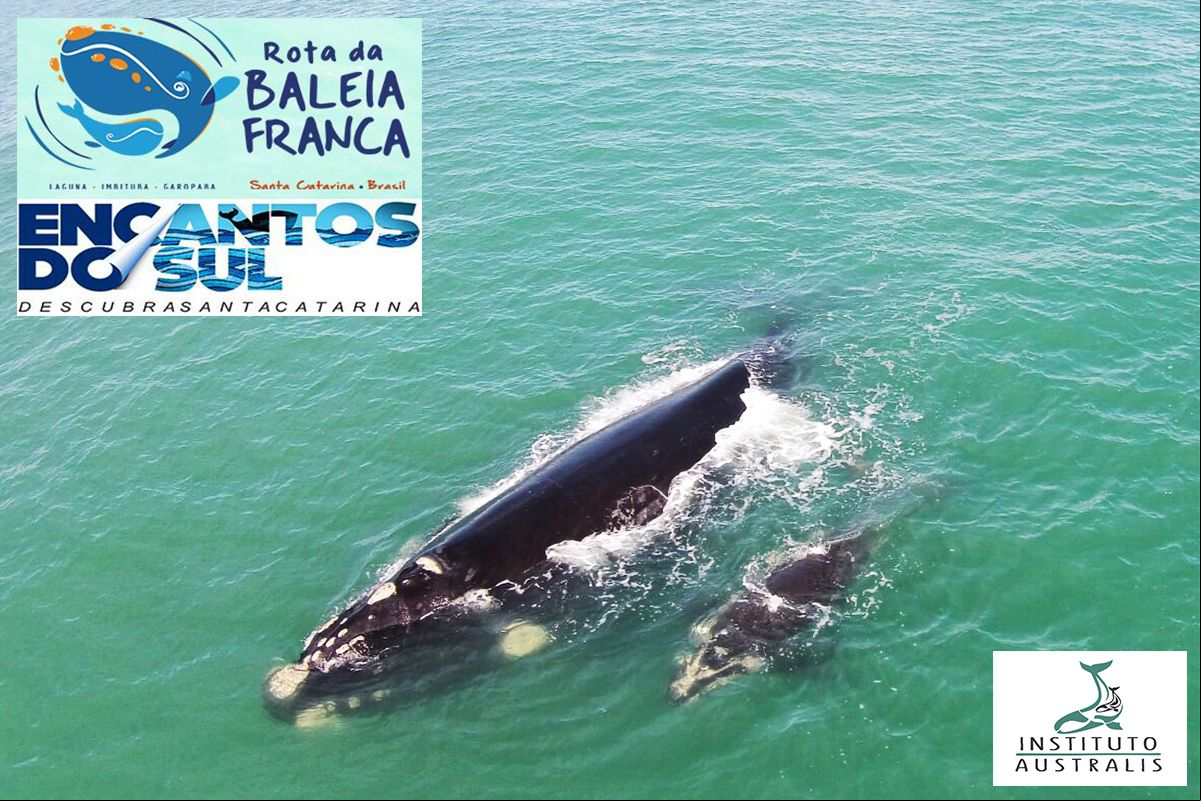 ROTA DA BALEIA FRANCA, UM DESTINO TURÍSTICO E UM MOMENTO MÁGICO QUE ACONTECE ANUALMENTE NO ENCANTOS DA COSTA SUL CATARINENSE