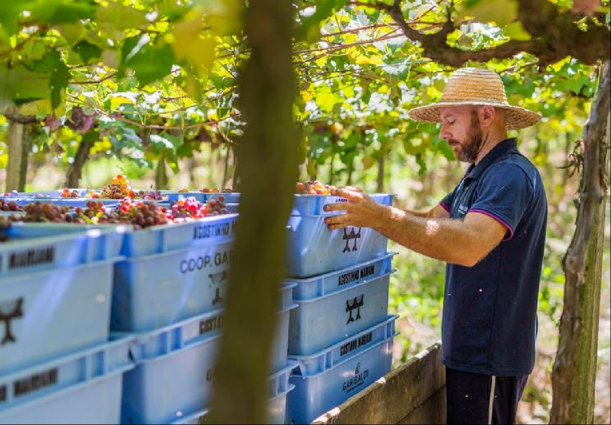 COOPERATIVA VINÍCOLA GARIBALDI CHEGA À METADE DA PREVISÃO DA COLHEITA DE UVA