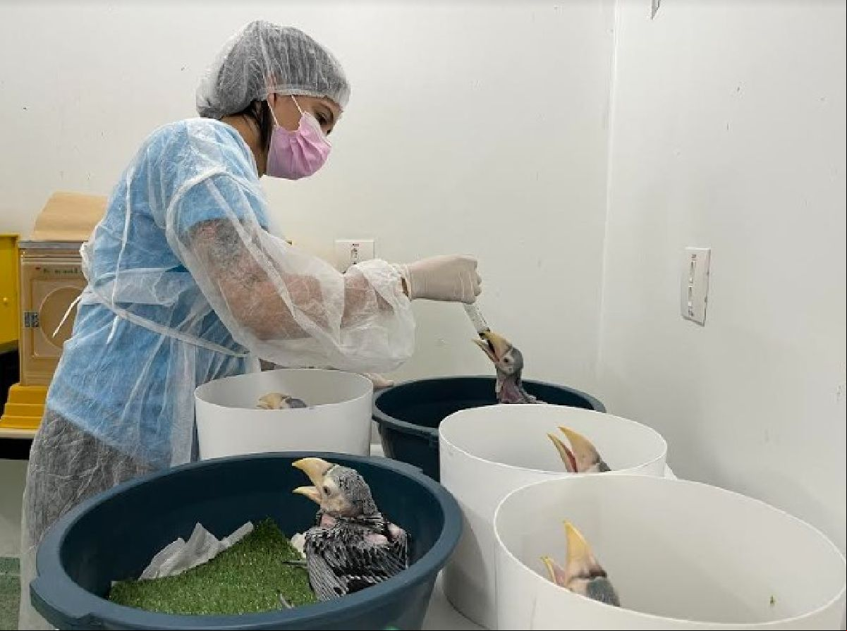Parque das Aves estabelece o primeiro CAFS do IAT em Foz do Iguaçu